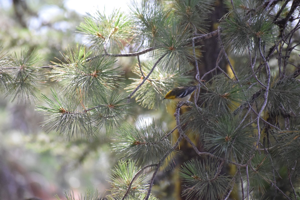 Hermit Warbler - ML641345433