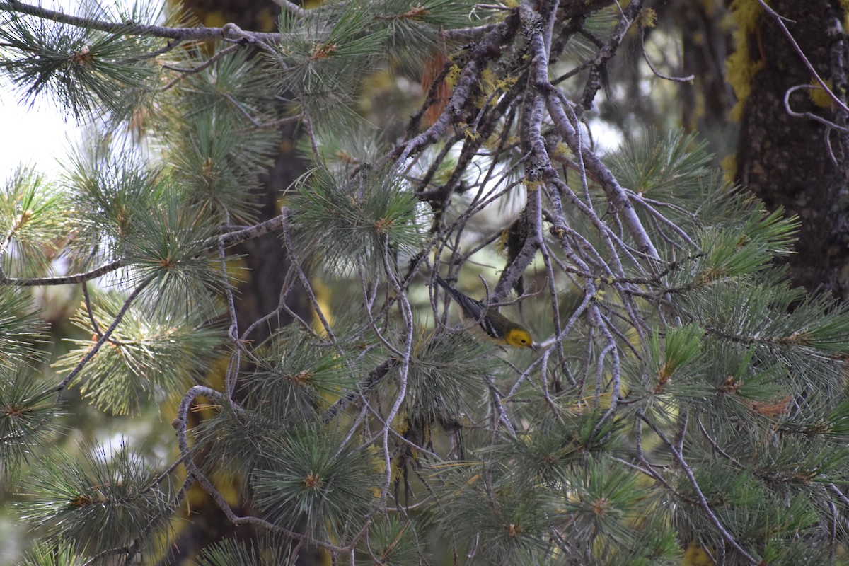 Hermit Warbler - ML641345434