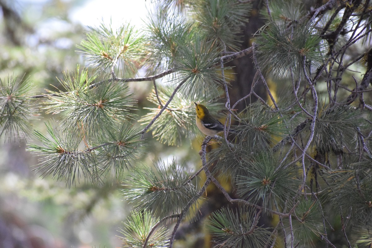 Hermit Warbler - ML641345435
