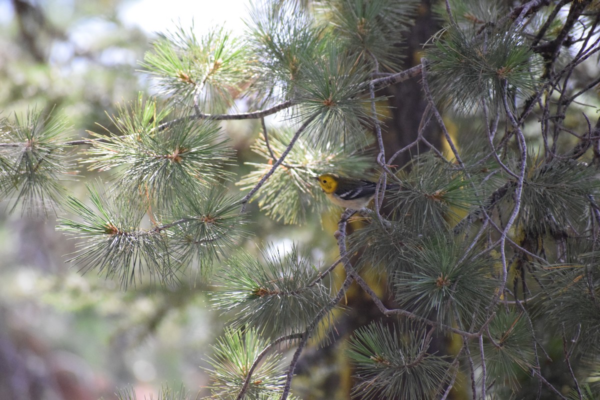Hermit Warbler - ML641345436