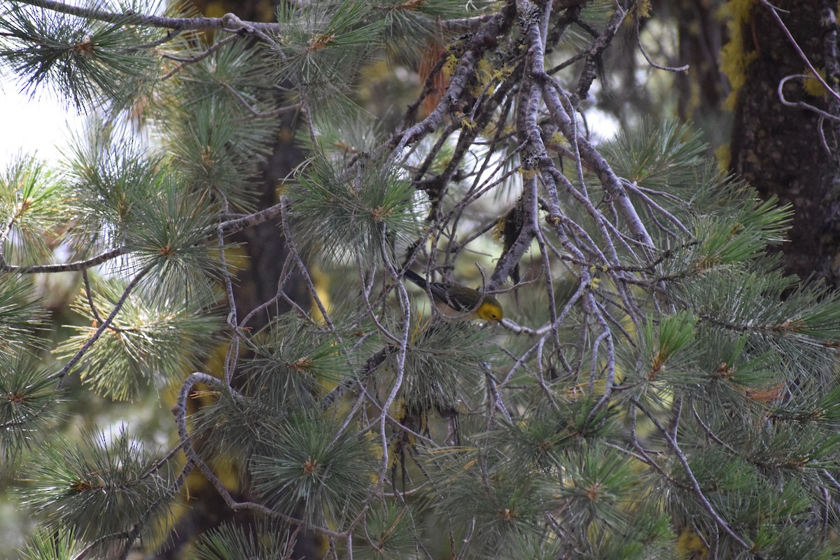 Hermit Warbler - ML641345437