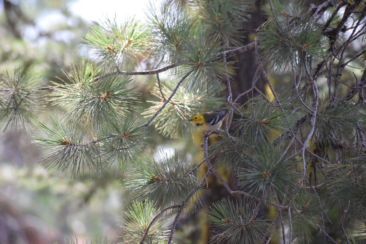 Hermit Warbler - ML641345438