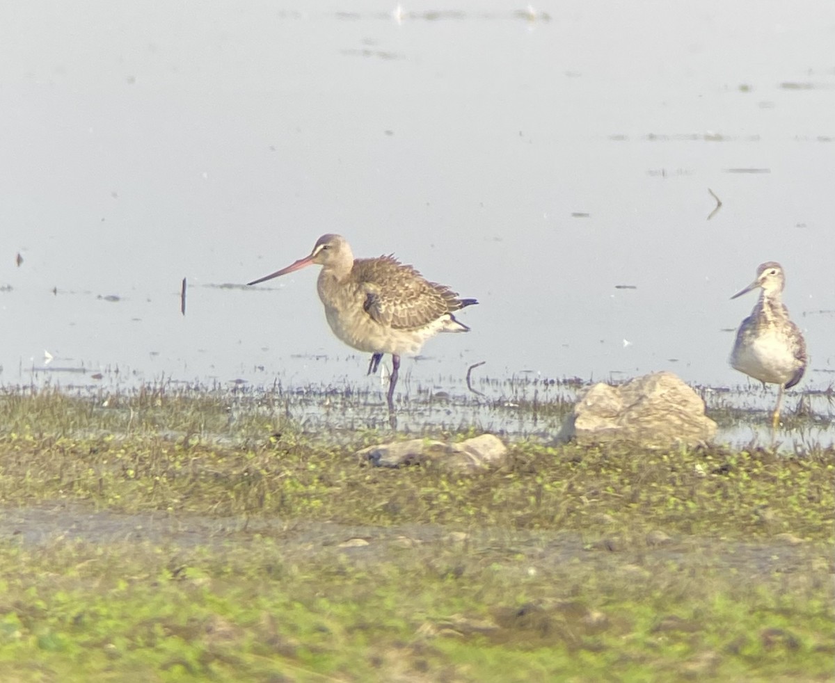 Hudsonian Godwit - ML641345463