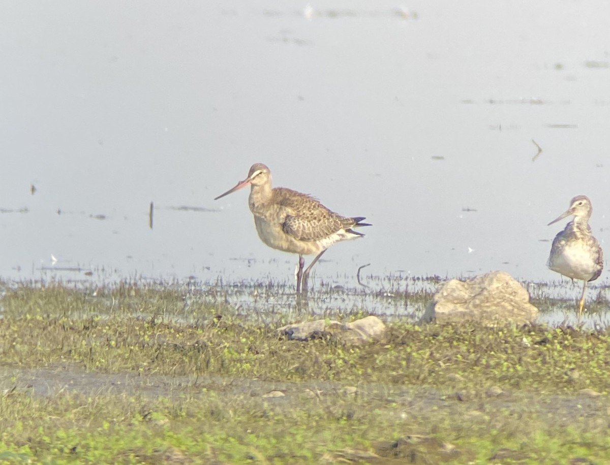 Hudsonian Godwit - ML641345464