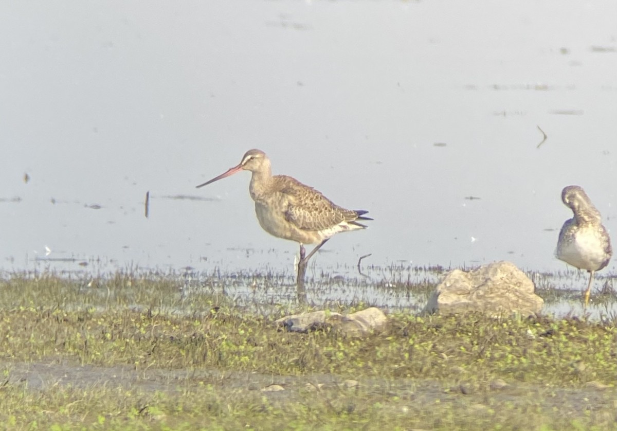 Hudsonian Godwit - ML641345465