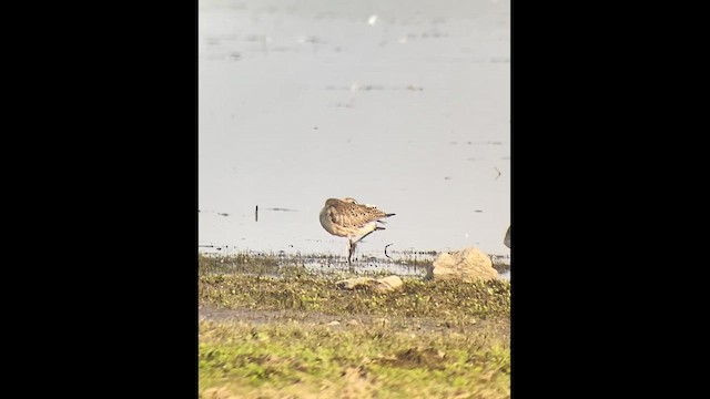 Hudsonian Godwit - ML641345466