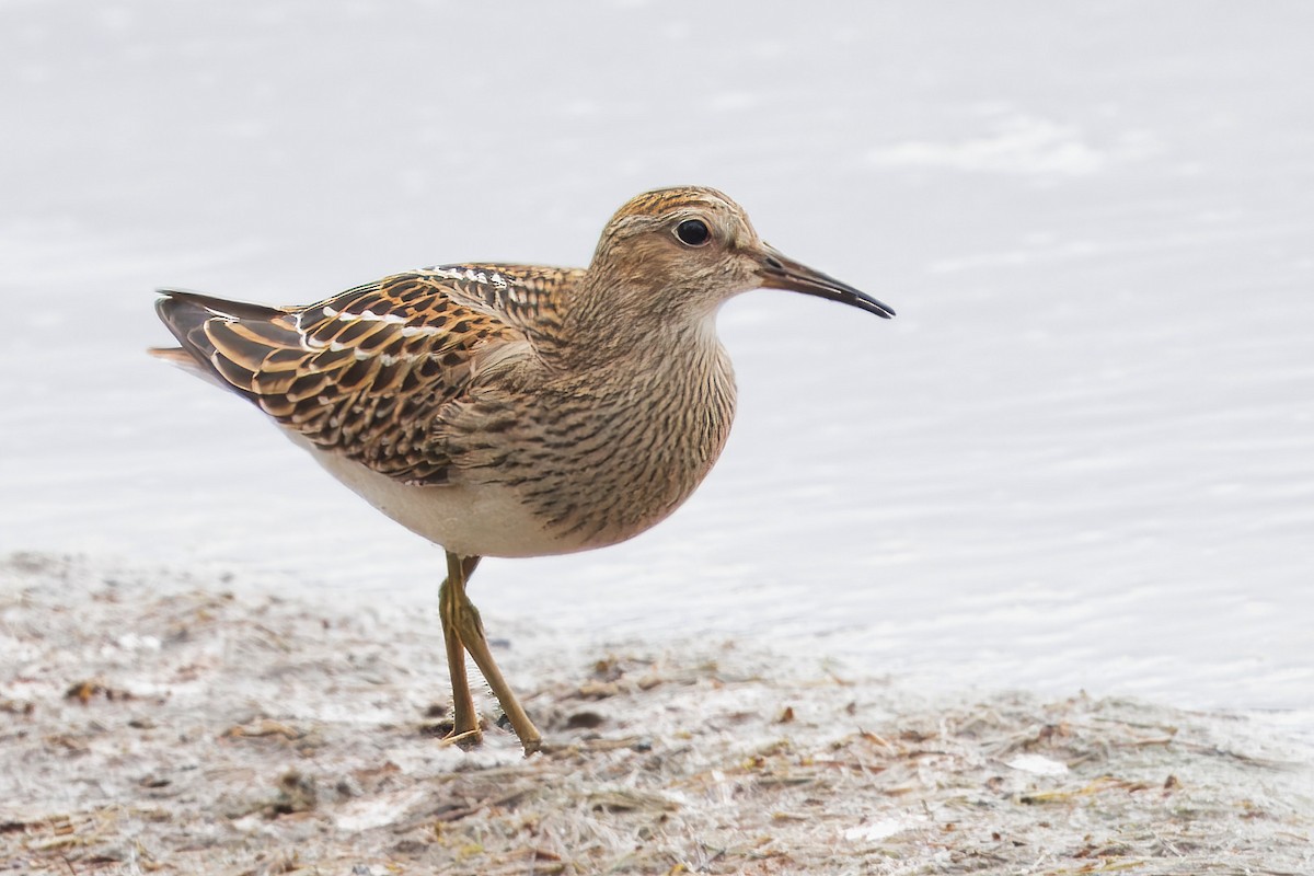 Pectoral Sandpiper - ML641345477