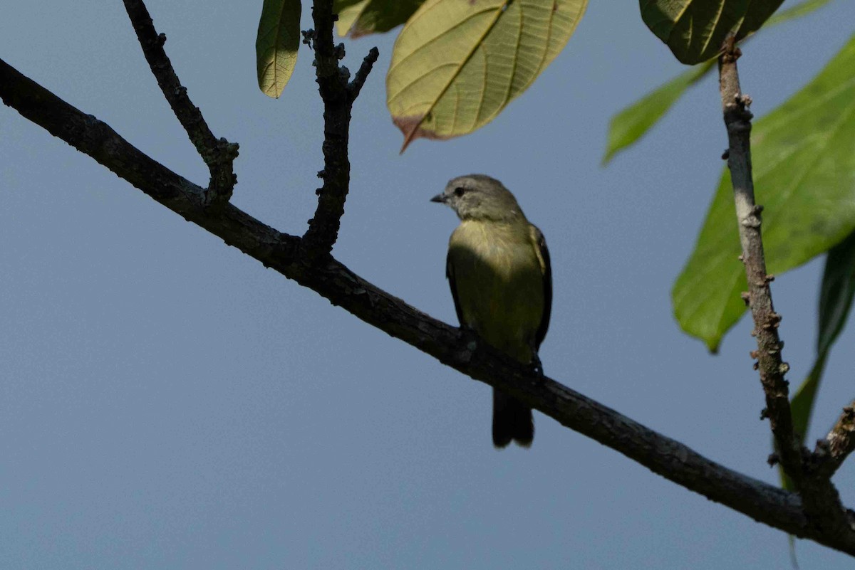 Yellow-crowned Tyrannulet - ML641345495