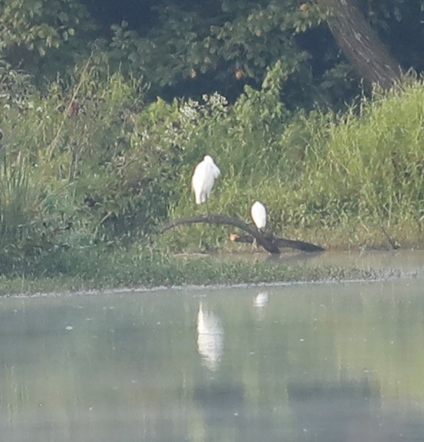 Little Blue Heron - ML641345500
