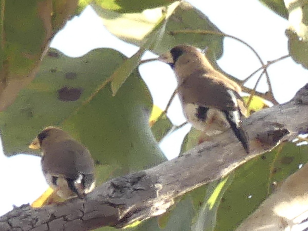 Masked Finch - ML641345528
