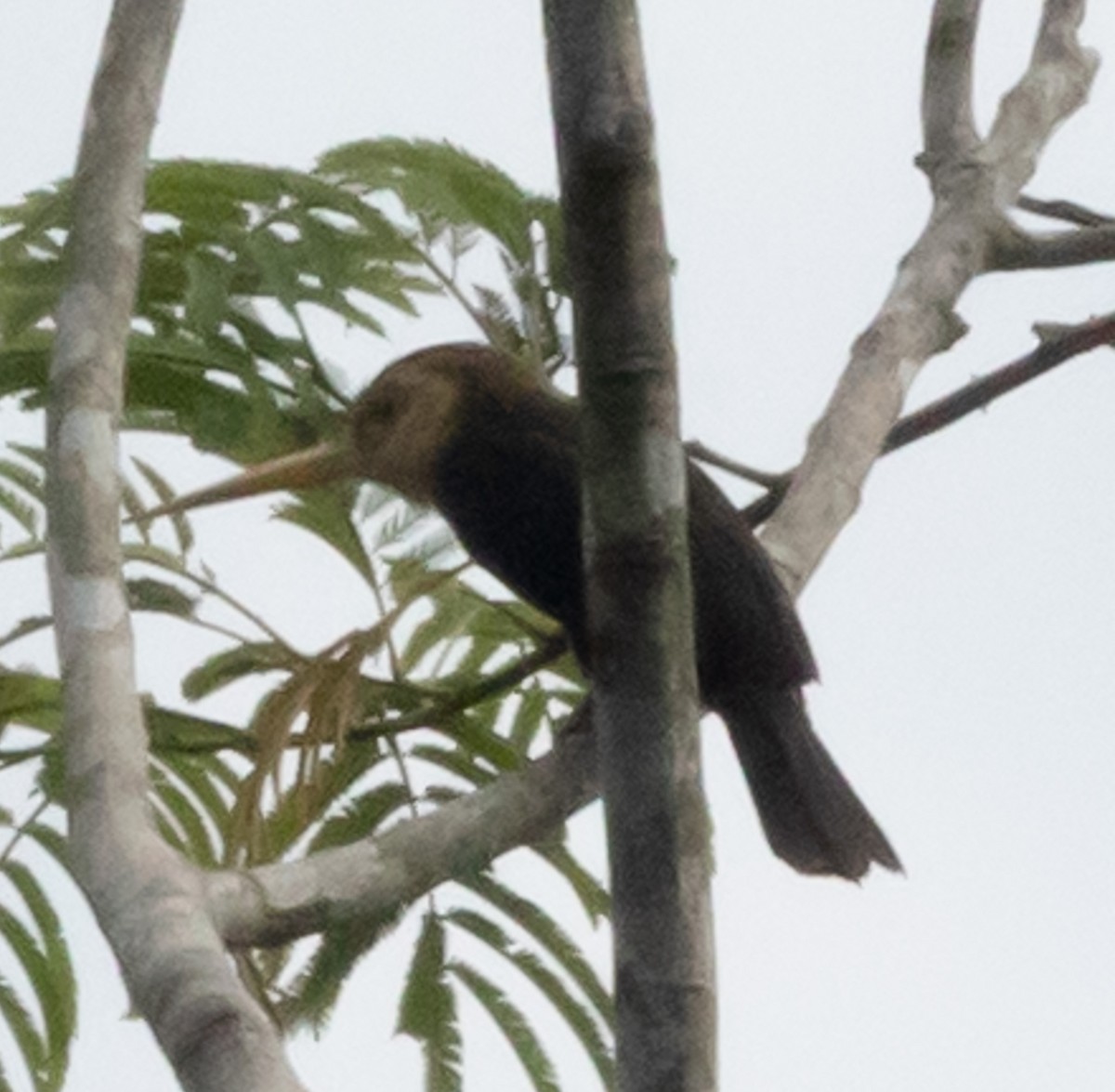 White-throated Jacamar - ML641345551