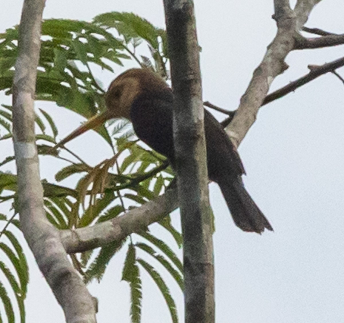 White-throated Jacamar - ML641345552