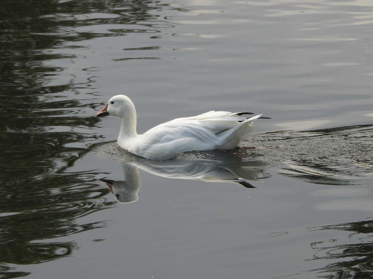 Snow Goose - ML641345571