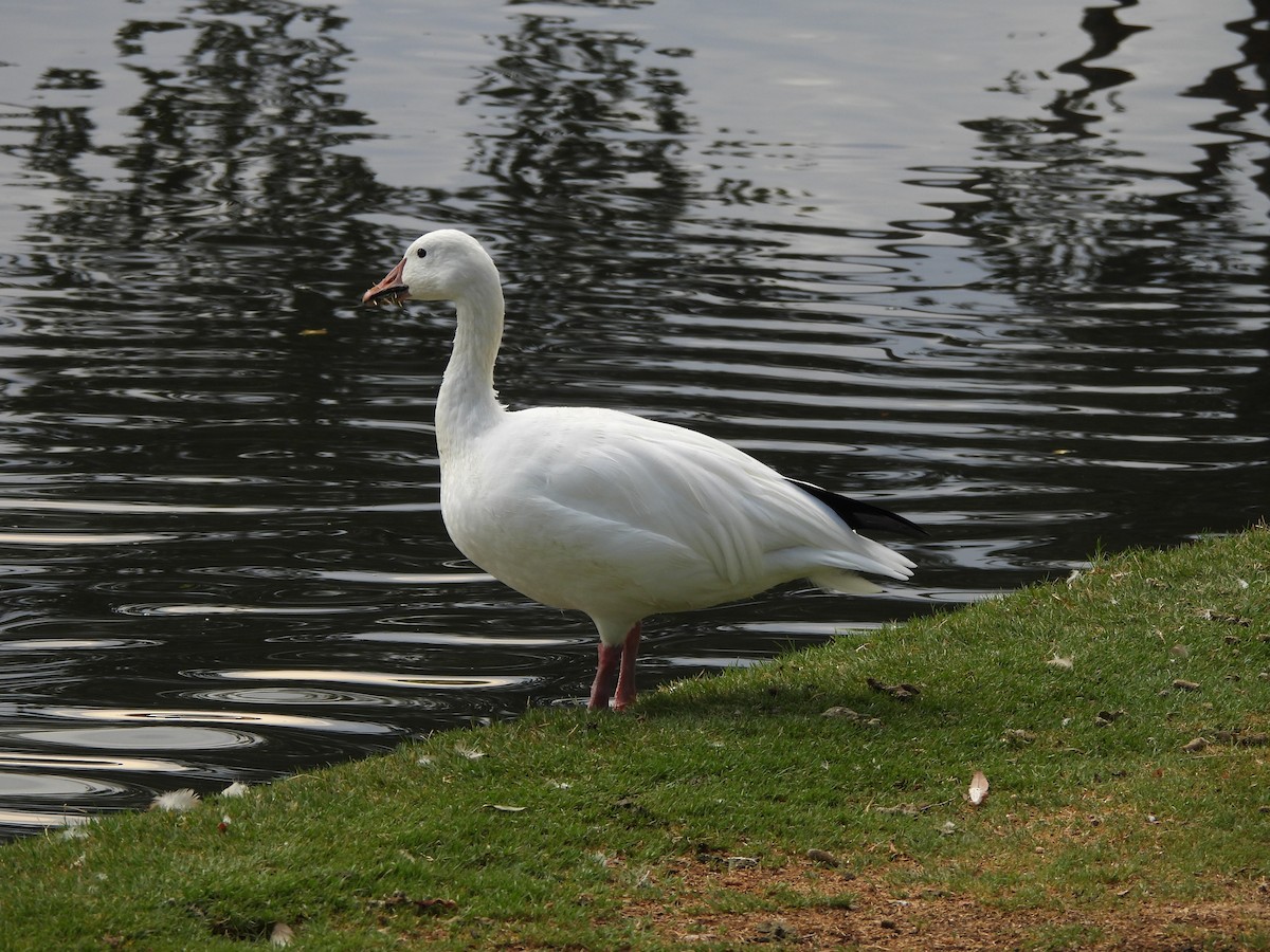 Snow Goose - ML641345572