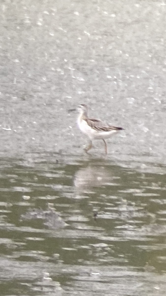Wilson's Phalarope - ML641345579