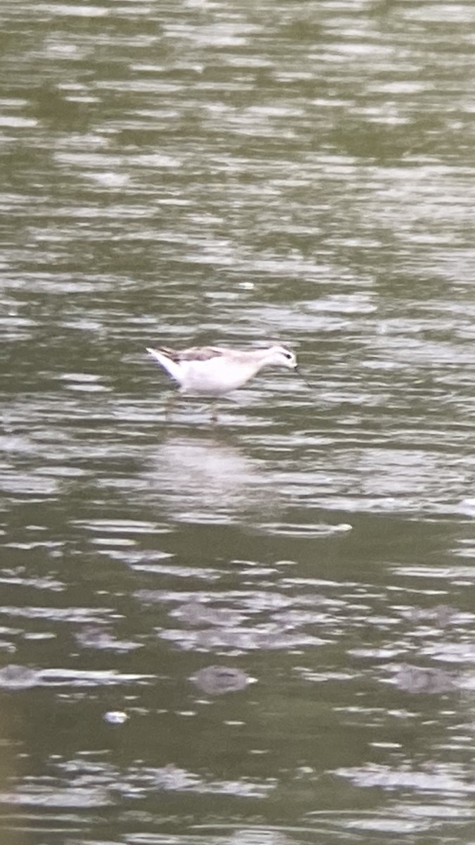 Wilson's Phalarope - ML641345580