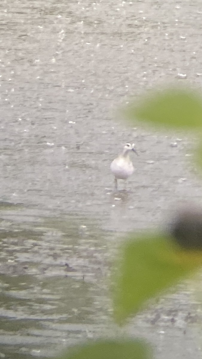 Wilson's Phalarope - ML641345581