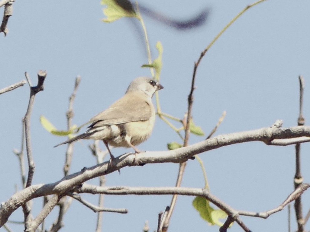 Masked Finch - ML641345634