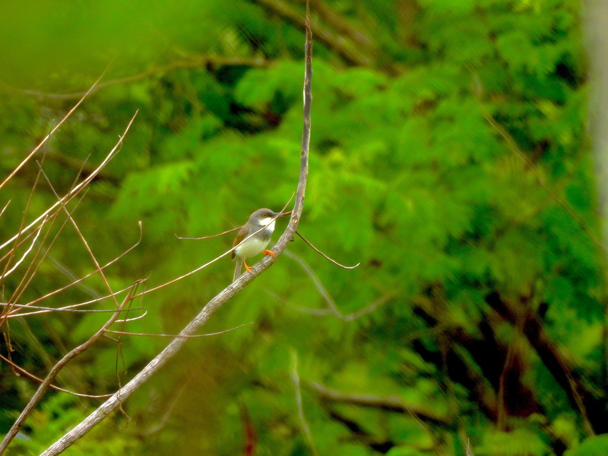 Gray-breasted Prinia - ML641345646