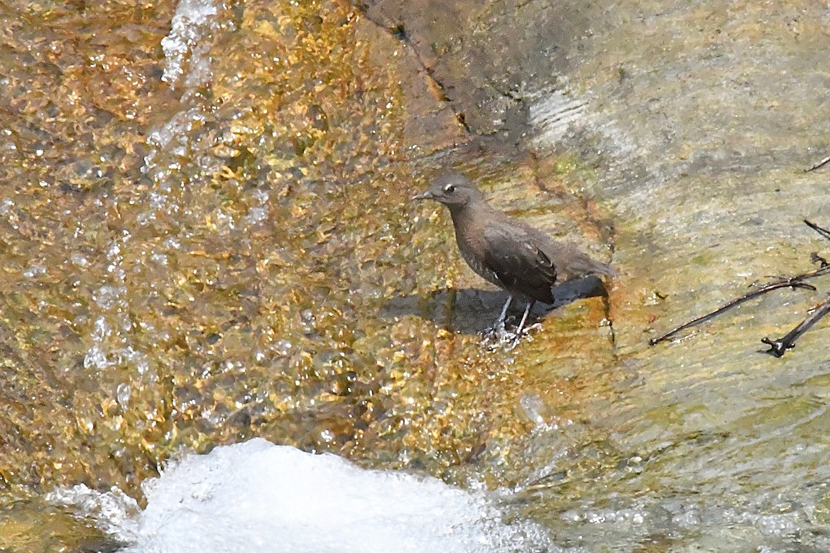 Brown Dipper - ML641345668