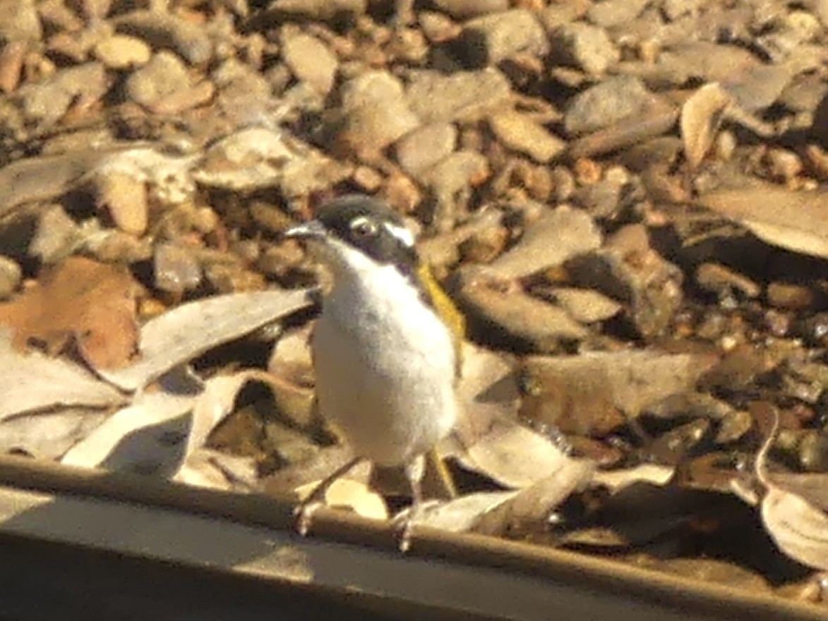 White-throated Honeyeater - ML641345746