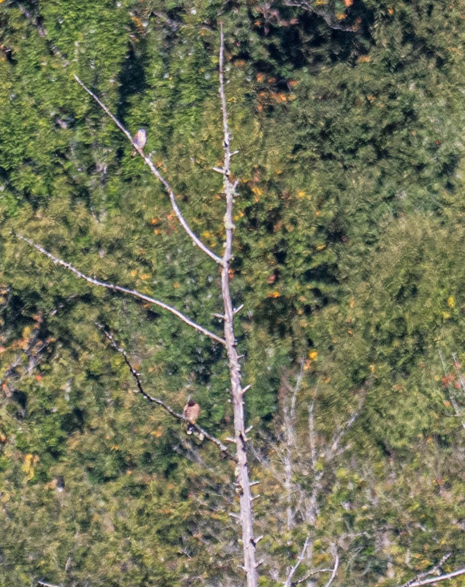 Crécerelle d'Amérique - ML641345764