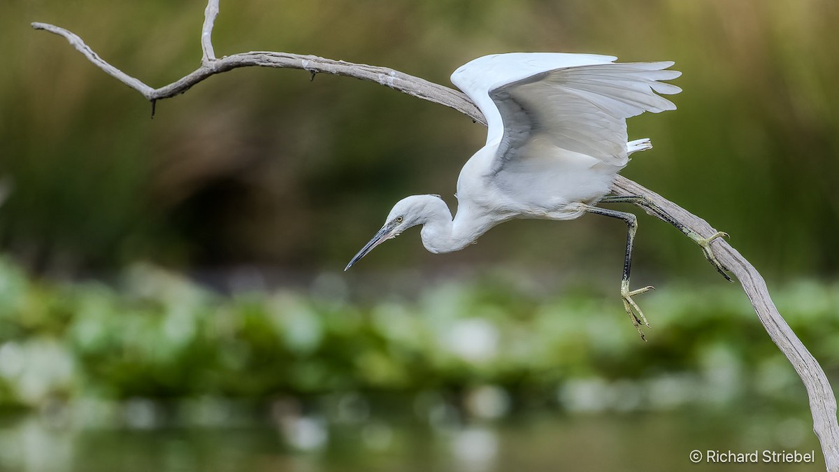 Little Egret - ML641345767