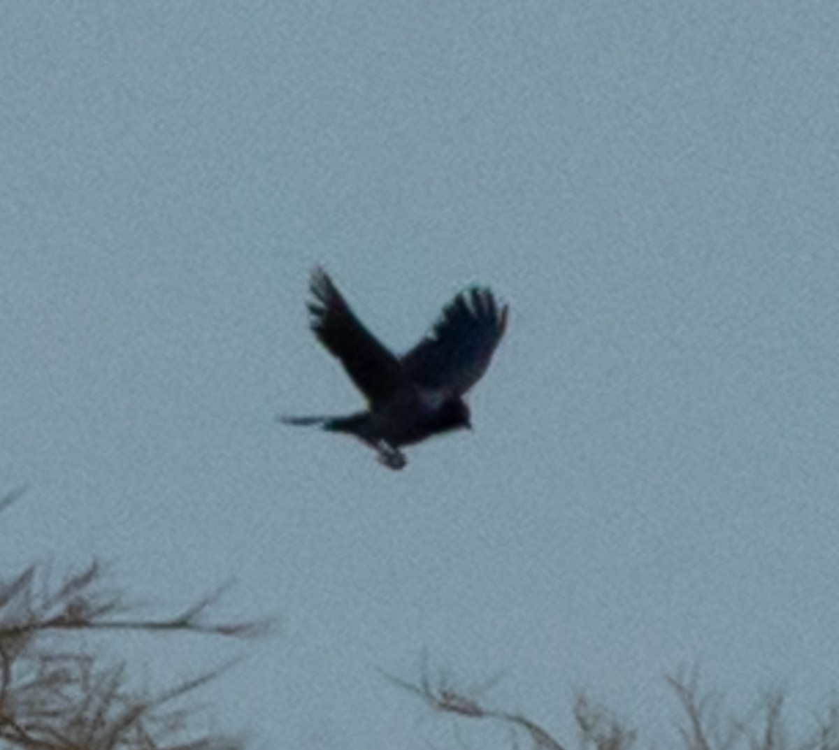 Crested Eagle - ML641345778