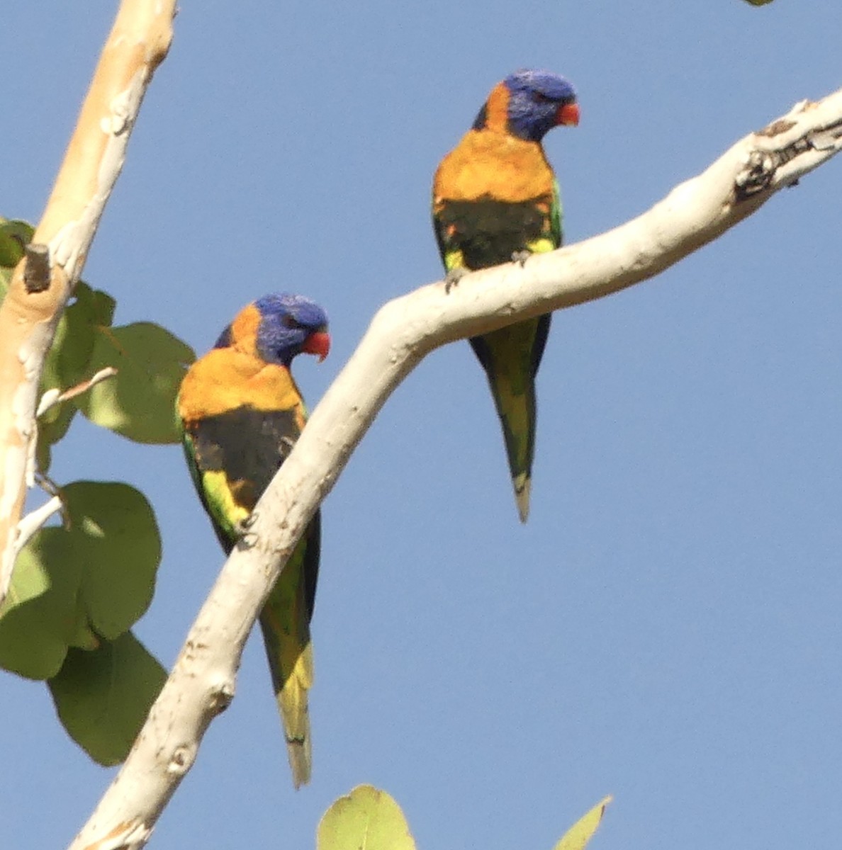 Red-collared Lorikeet - ML641345781