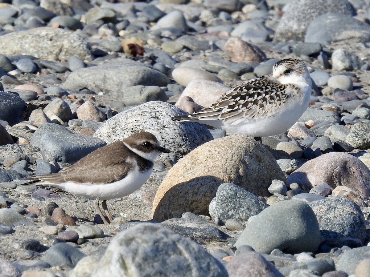 Semipalmated Plover - ML641345797