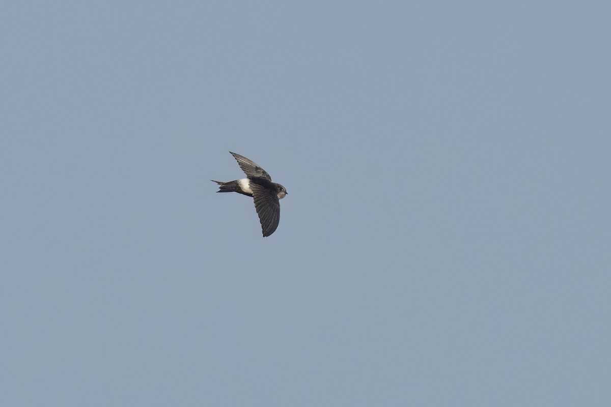 Horus Swift - ML641345802