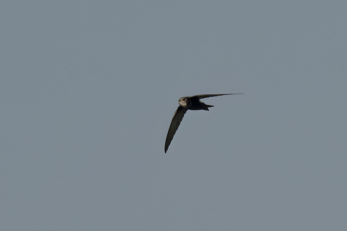 Horus Swift - ML641345803