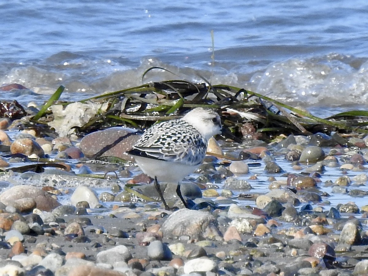 三趾濱鷸 - ML641345813