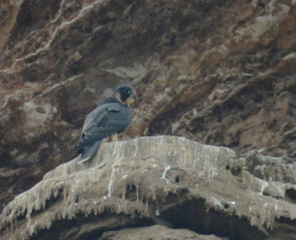 Peregrine Falcon - ML641345825