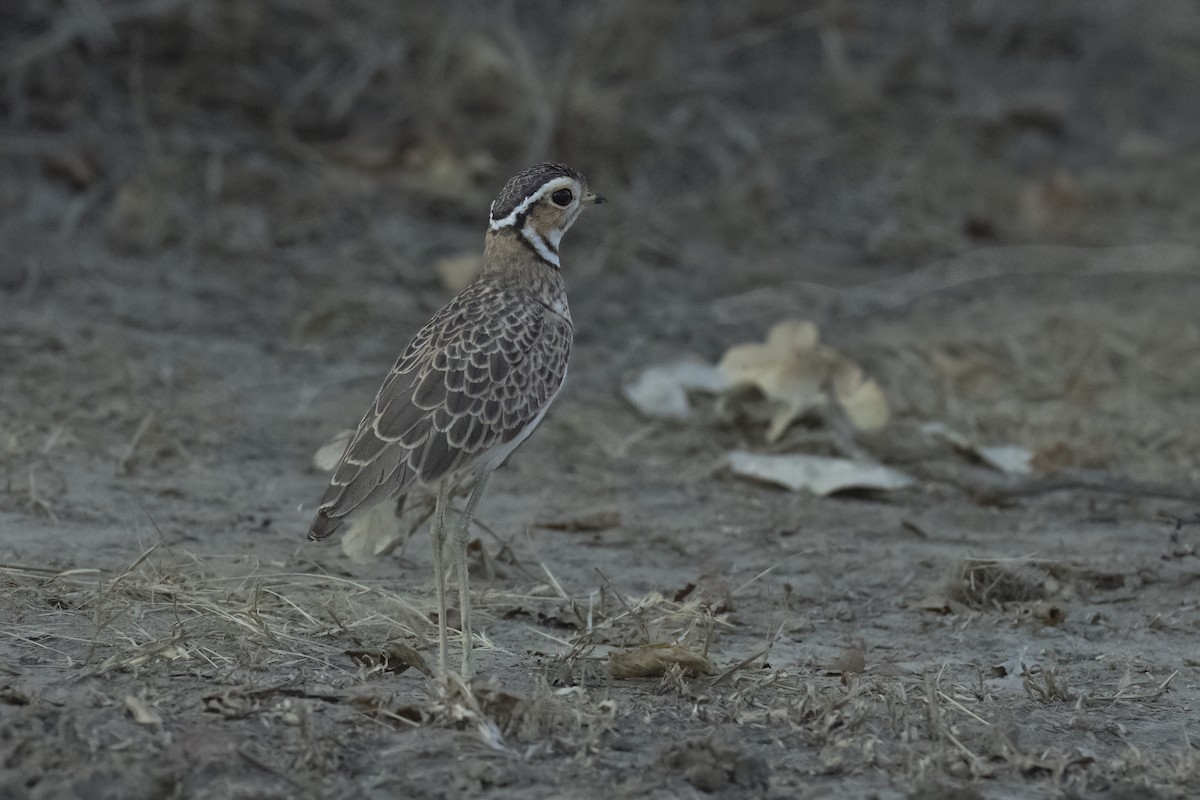 Bindenrennvogel - ML641345831