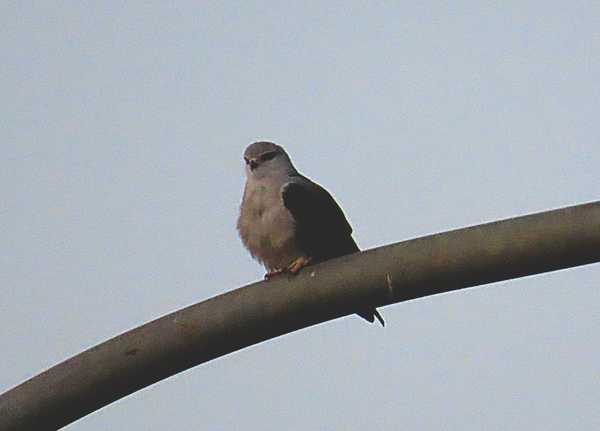 Black-winged Kite - ML641345850