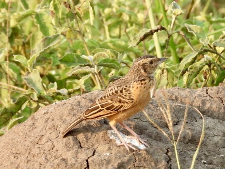 Flappet Lark - ML641345856