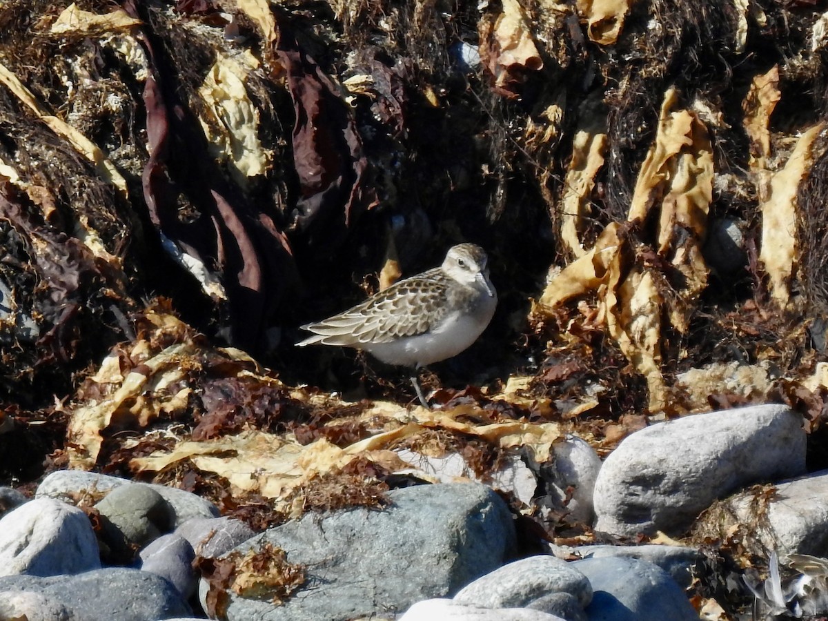 Semipalmated Sandpiper - ML641345868