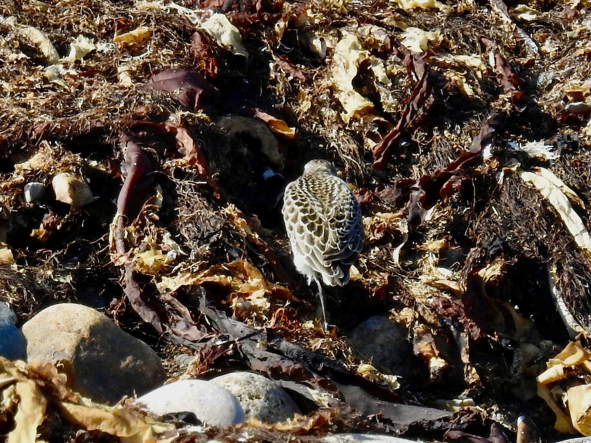 Semipalmated Sandpiper - ML641345884