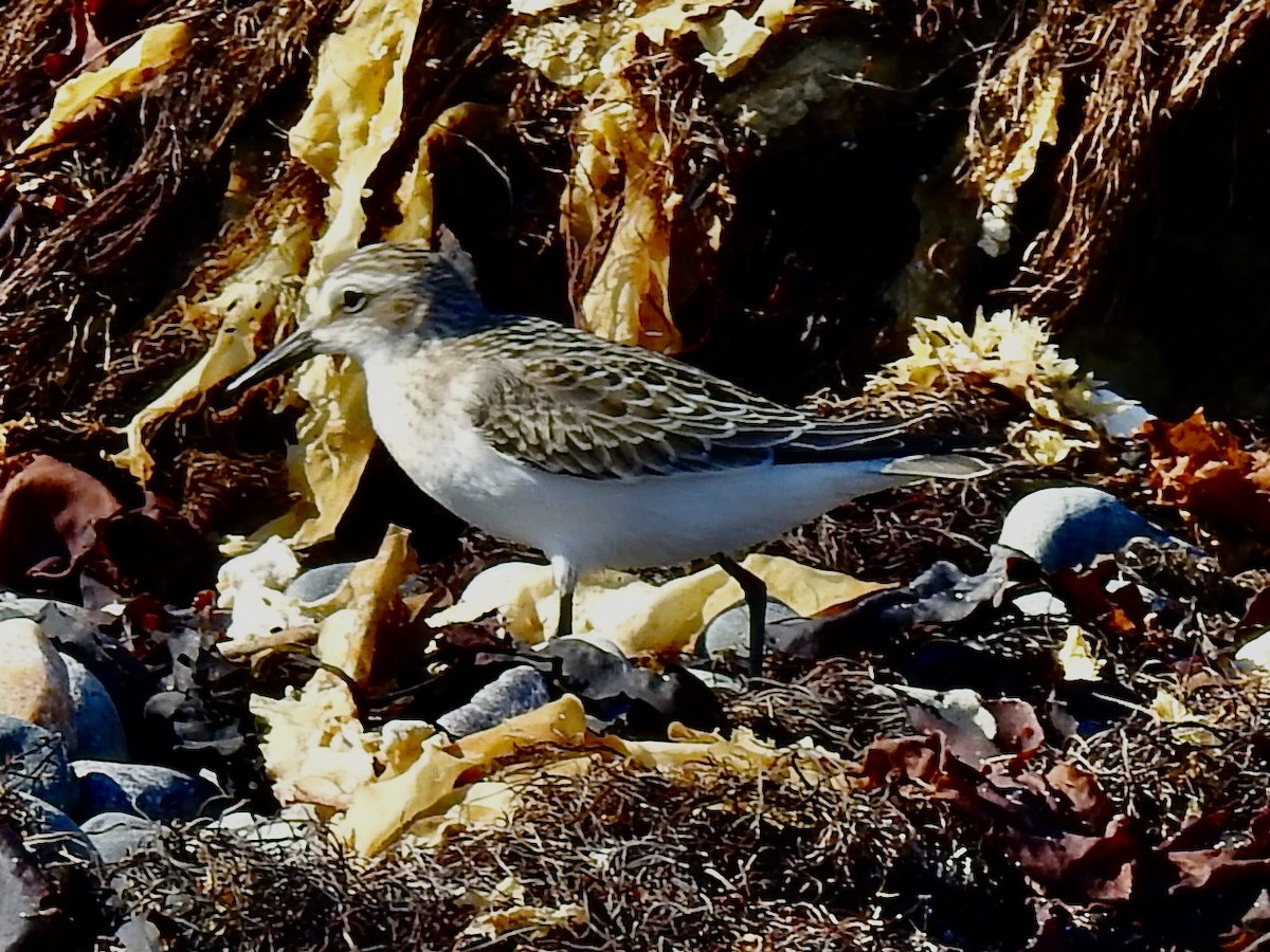 Semipalmated Sandpiper - ML641345921