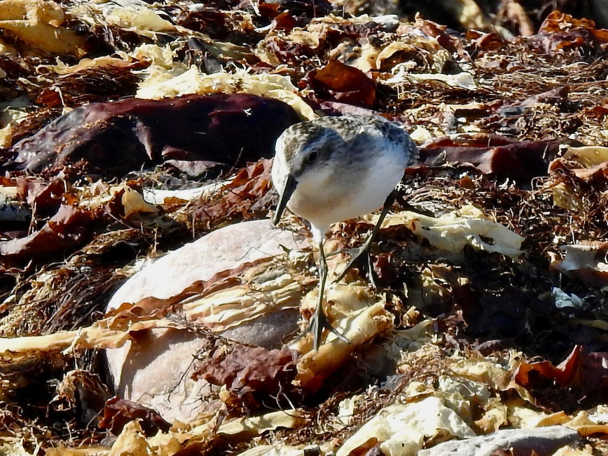 Semipalmated Sandpiper - ML641345928
