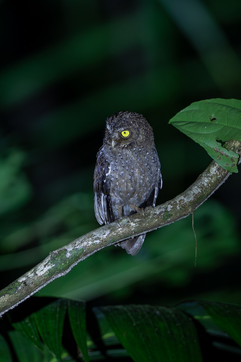 Andaman Scops-Owl - ML641345943