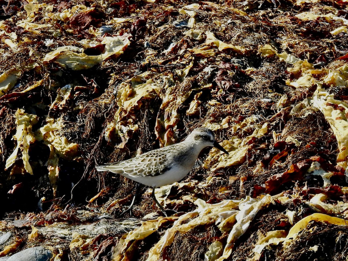 Semipalmated Sandpiper - ML641345946