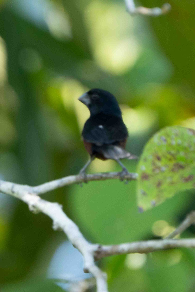 Chestnut-bellied Seed-Finch - ML641345965
