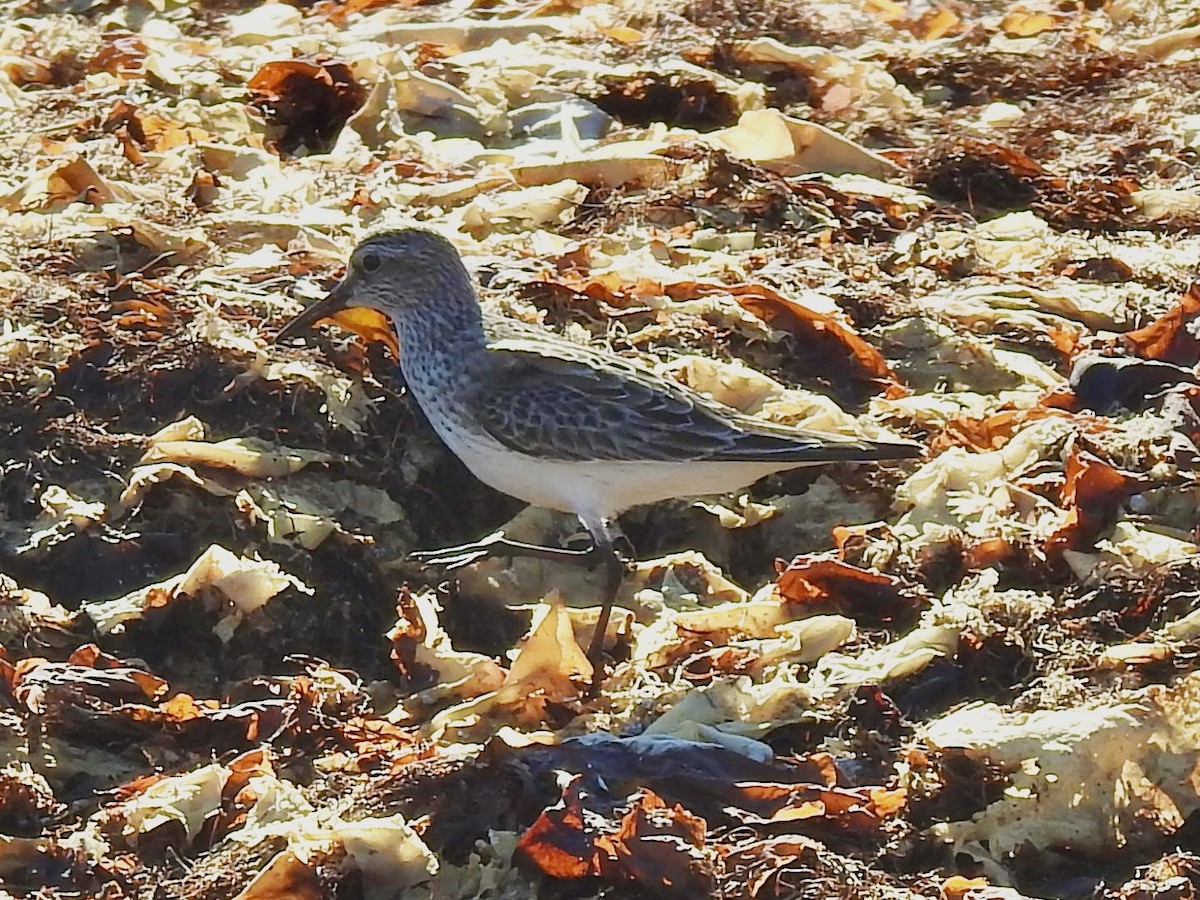 White-rumped Sandpiper - ML641345979