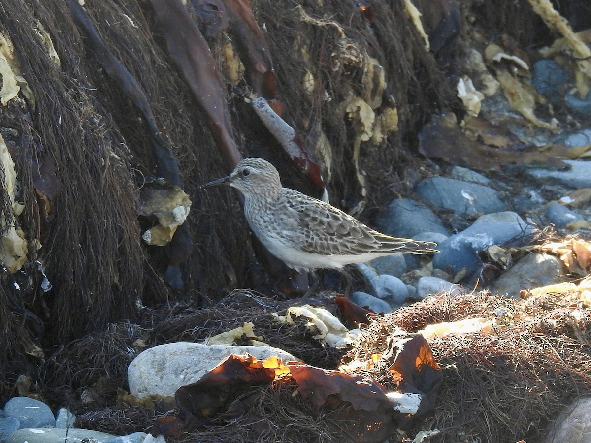 White-rumped Sandpiper - ML641346005