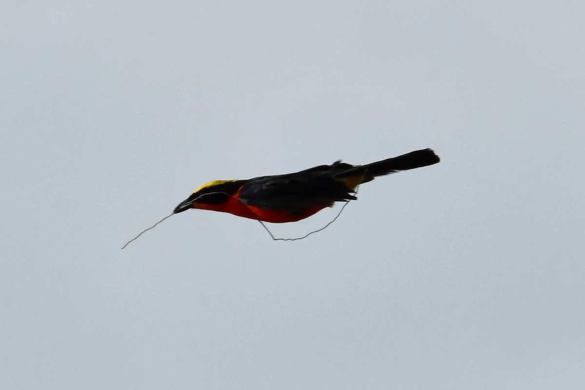 Yellow-crowned Gonolek - ML641346018