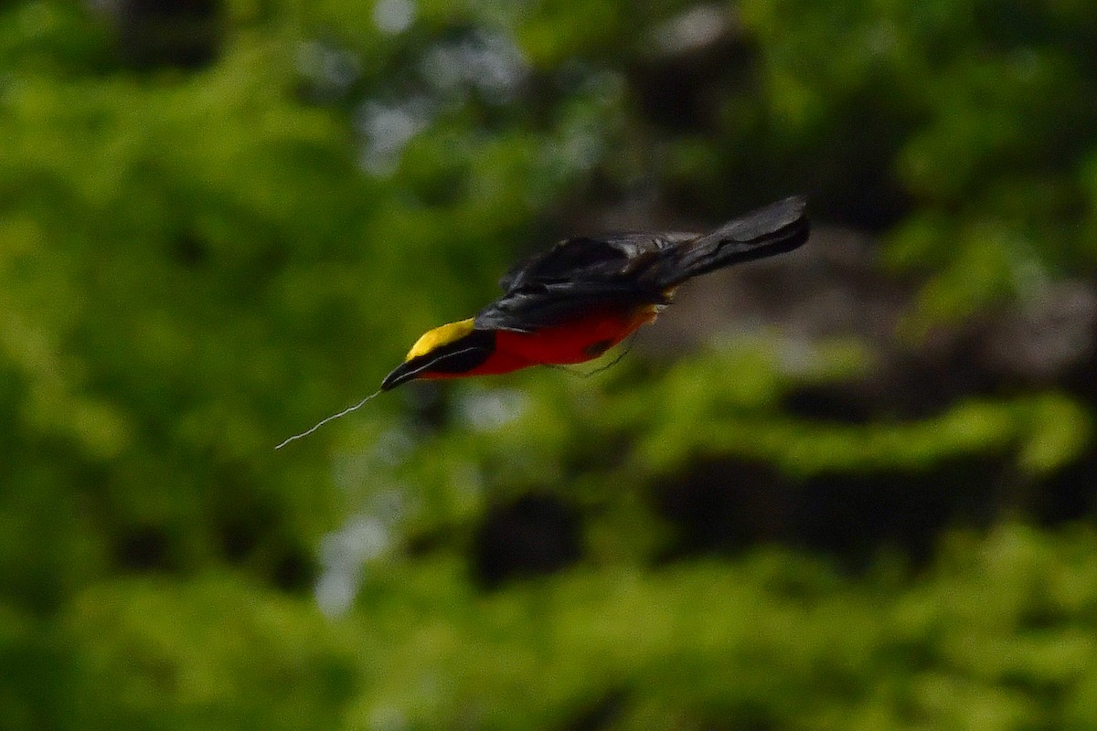 Yellow-crowned Gonolek - ML641346019