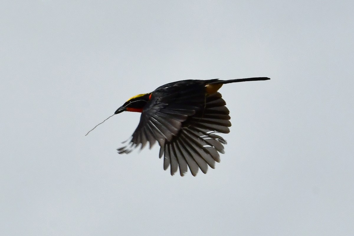Yellow-crowned Gonolek - ML641346020
