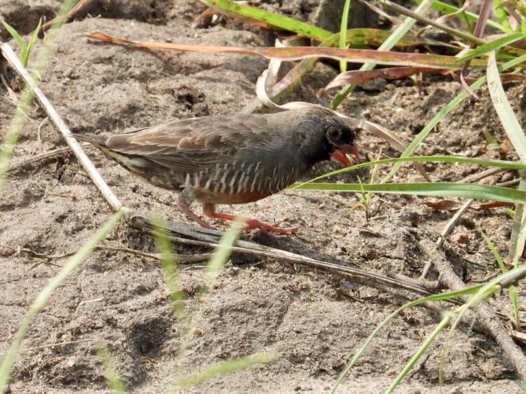 Quailfinch - ML641346035